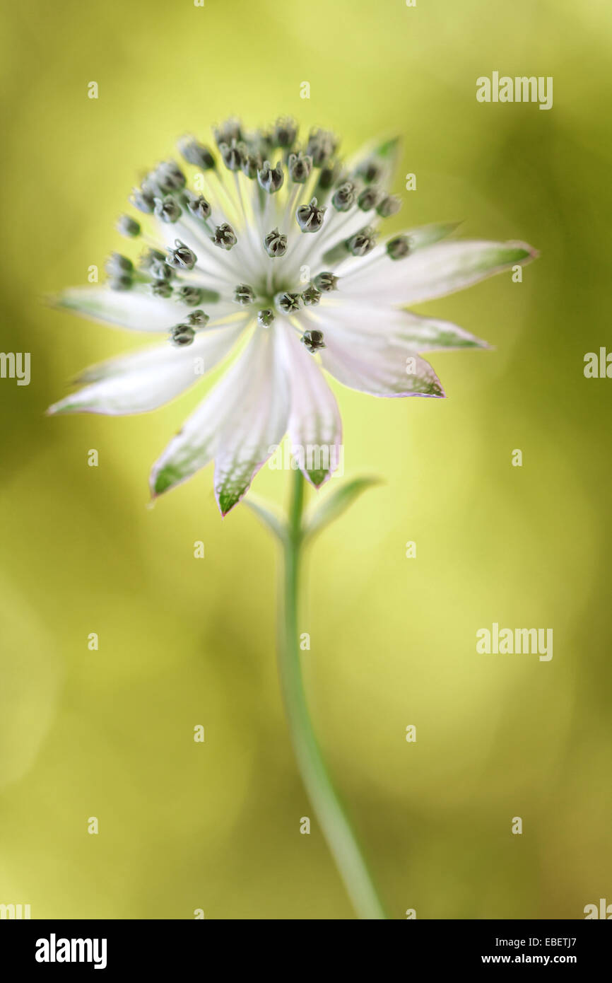 Close up of a pretty Astrantia flower Stock Photo