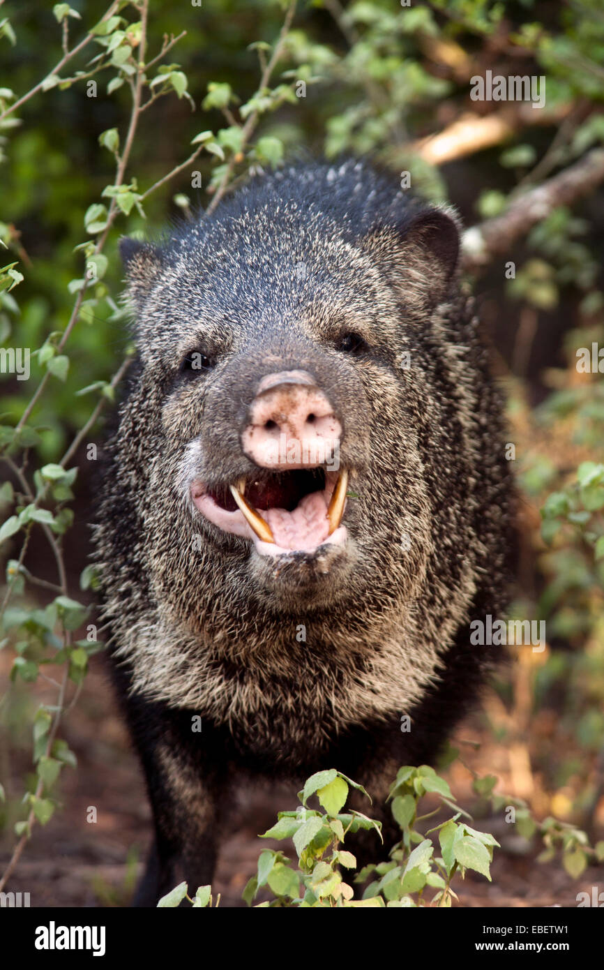 Javelina or Collared Peccary - Camp Lula Sams - Brownsville, Texas USA Stock Photo