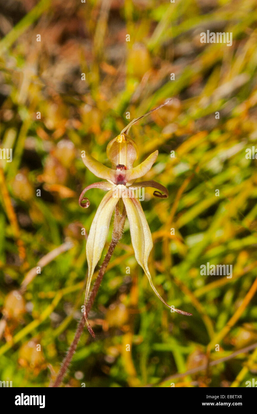Caladenia incrassata, Puppet Orchid at Farrar Reserve, Kojonup, WA, Australia Stock Photo