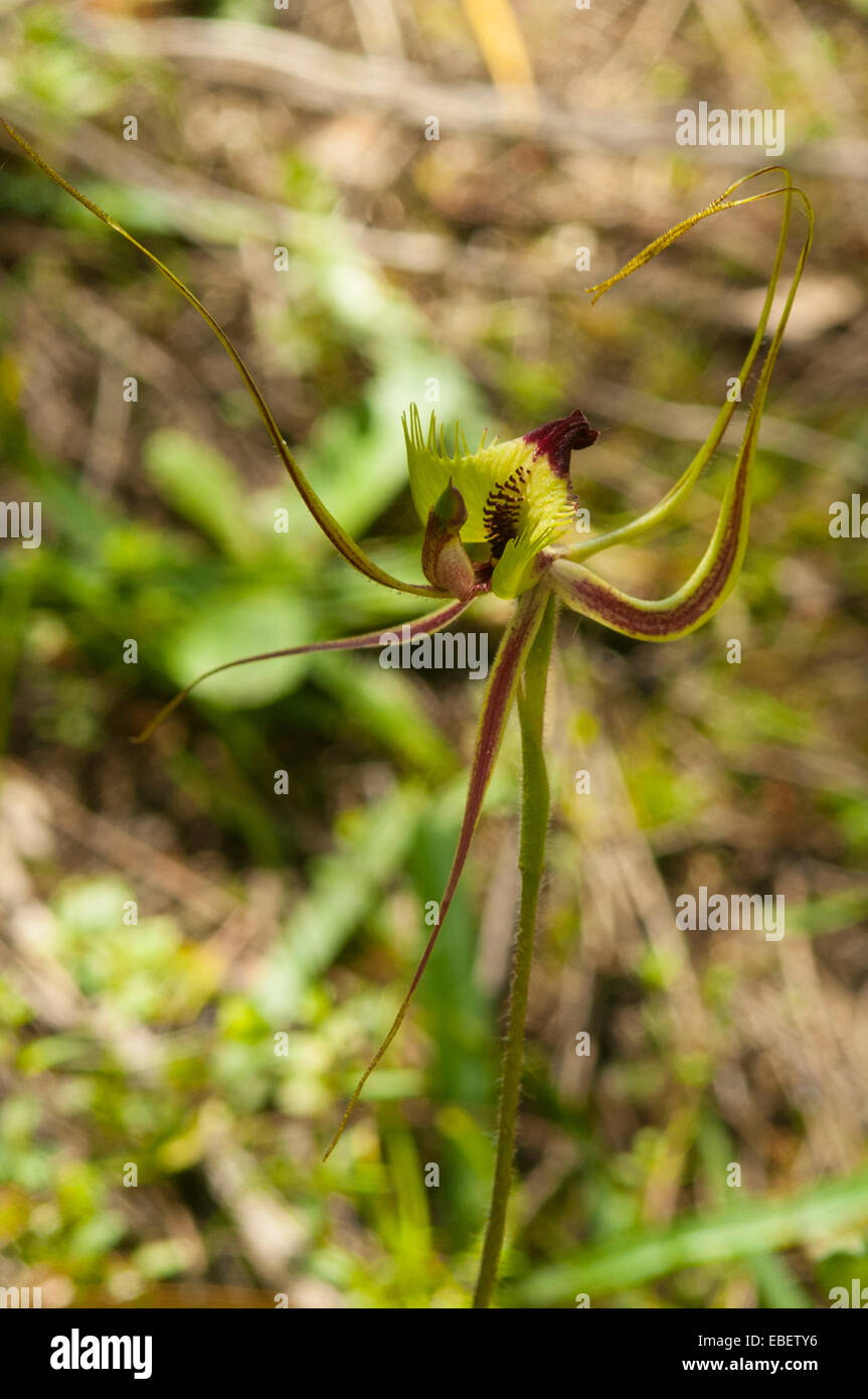 Caladenia attingens subsp. gracillima, Small Mantis Orchid at Wave Rock, Hyden, WA, Australia Stock Photo