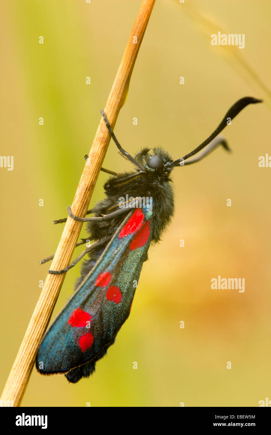 6 Spot Burnet Moth,  Zygaena filipendulae, at rest on the edge of a grassy meadow Stock Photo