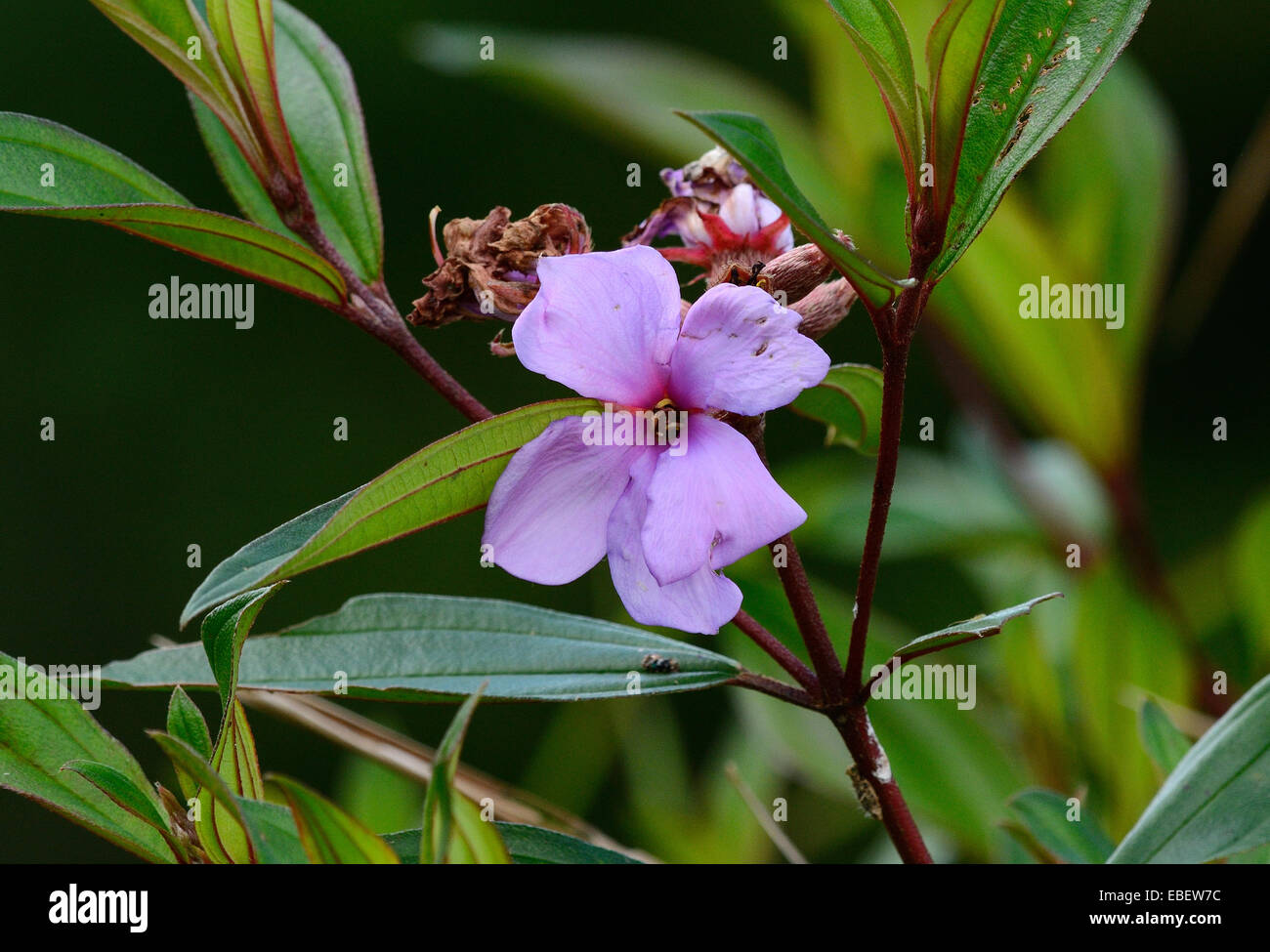beautiful Osbeckia flower (Osbeckia stellata) at Thai flower garden Stock Photo