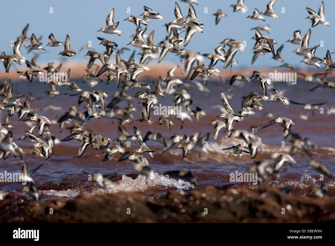 Sanderlings in Flight (Calidris alba) North Cape - Prince Edward Island, Canada Stock Photo