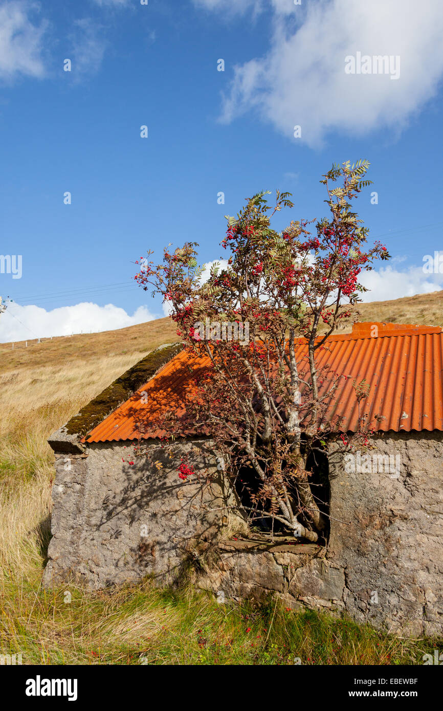 Abandoned cottage, Isle of Lewis, Outer Hebrides, Scotland Stock Photo