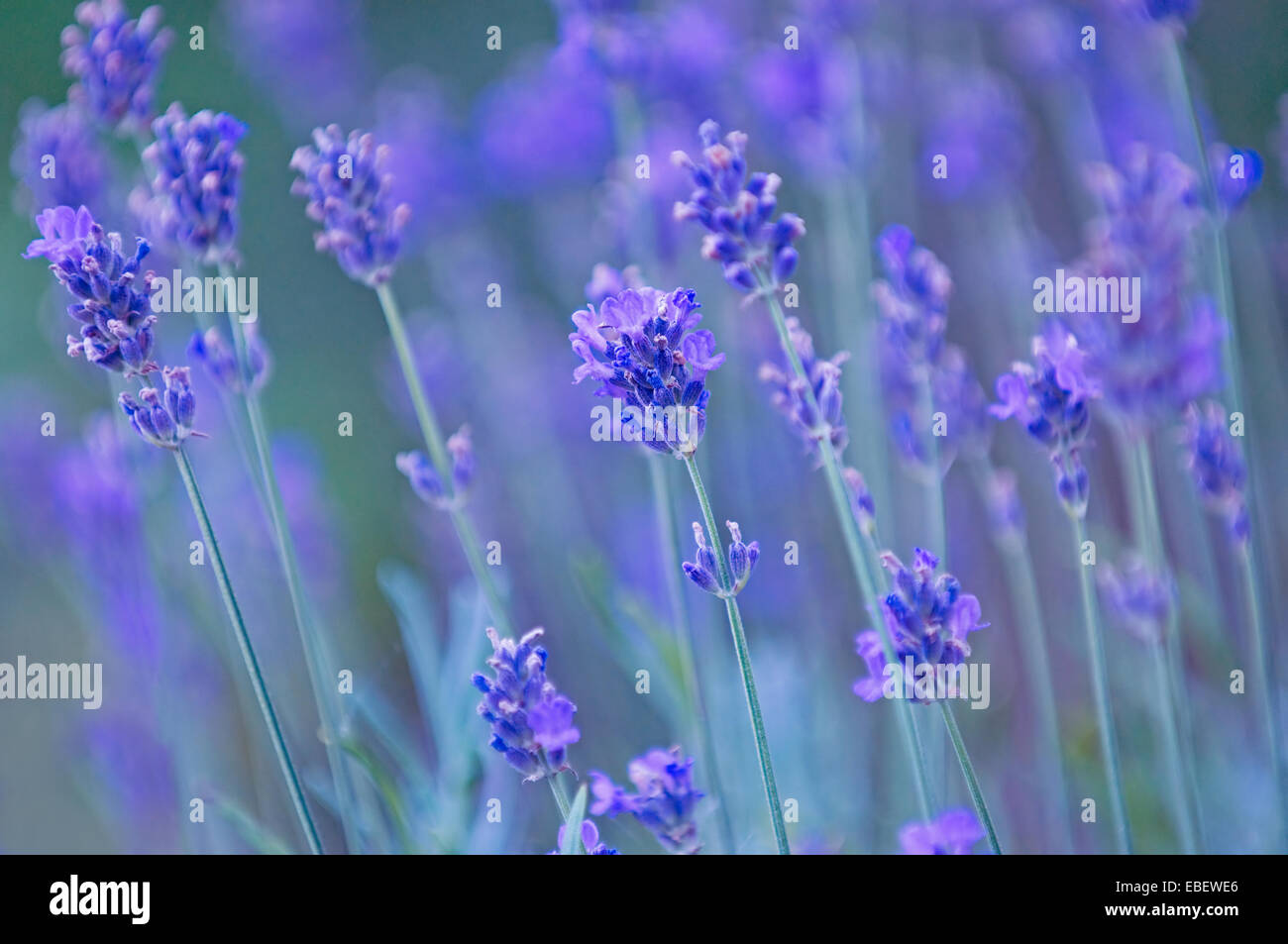 Nature background - lavender Stock Photo