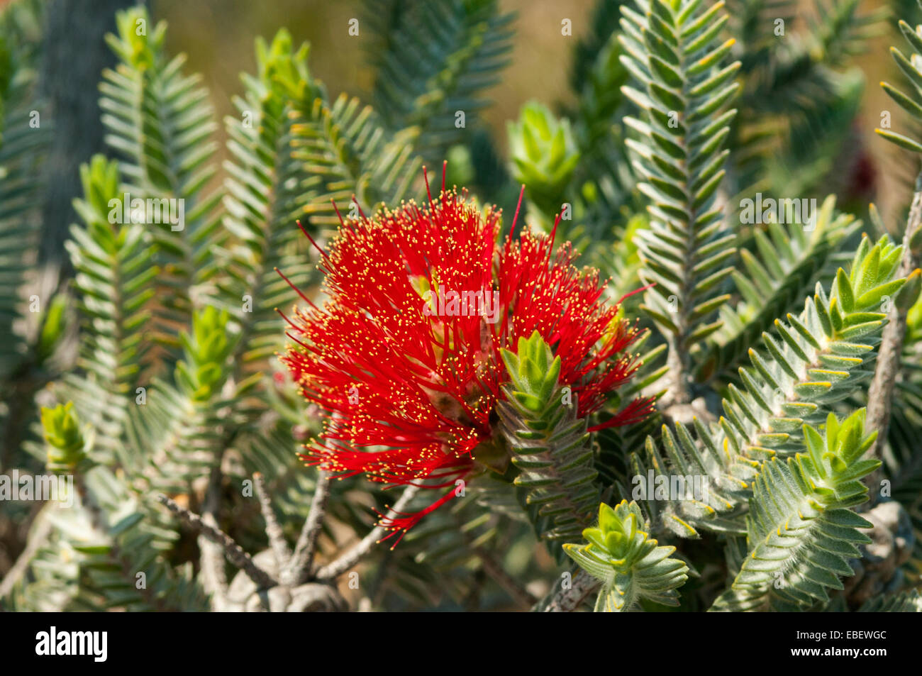 Regelia velutina, Barrens Regelia in Fitzgerald River NP, WA, Australia Stock Photo