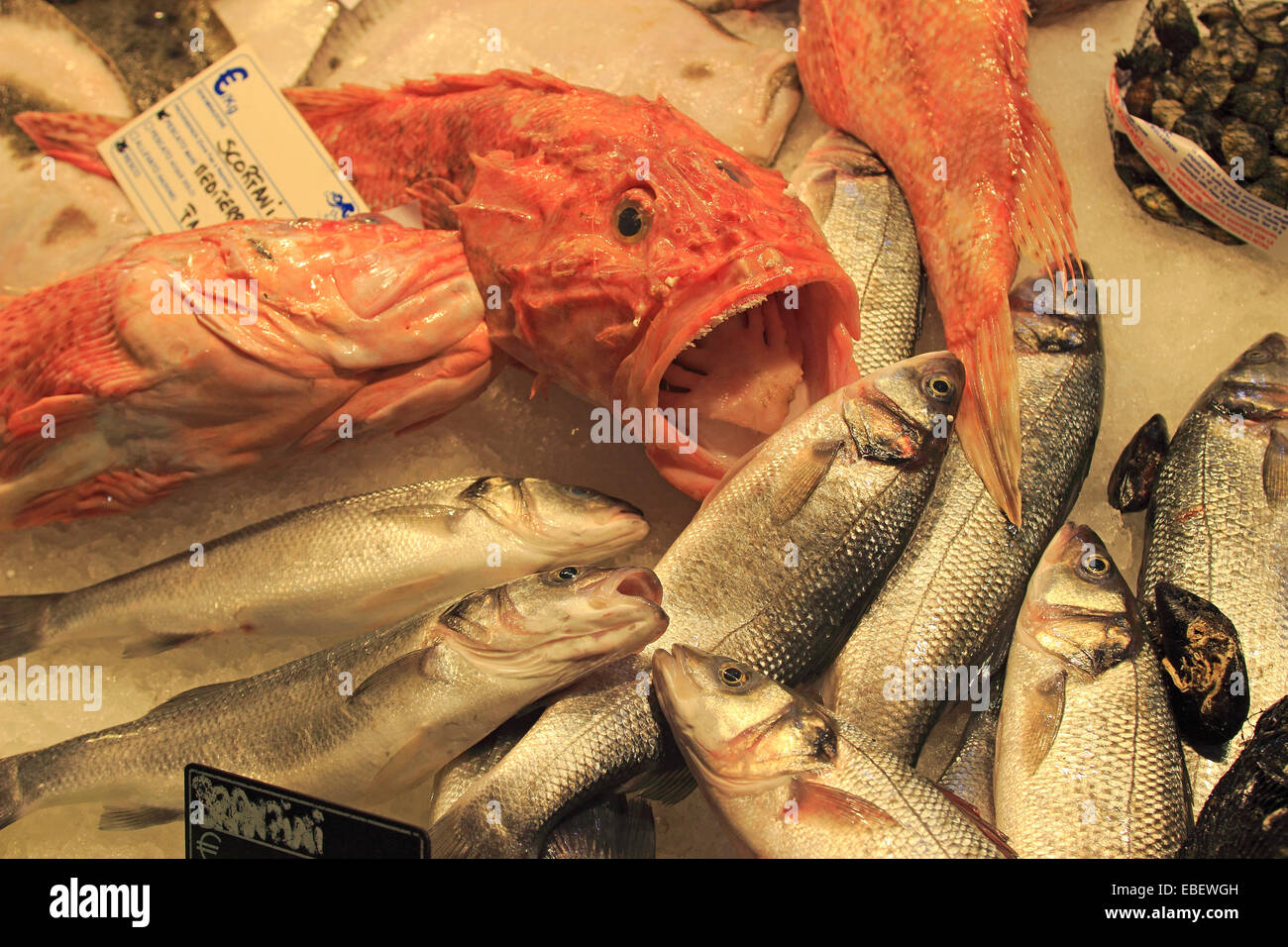Venice Italy Rialto fish market fresh fish and seafood Stock Photo Alamy