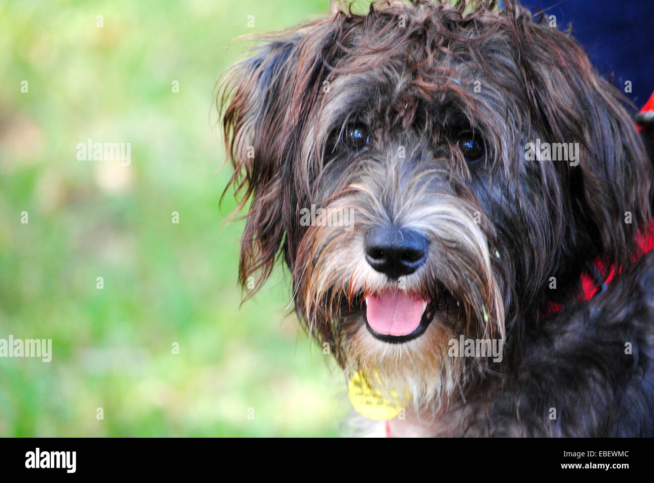 Man's best friend,with a cute face and the perfect tongue.  Soloman, king of the castle. Stock Photo