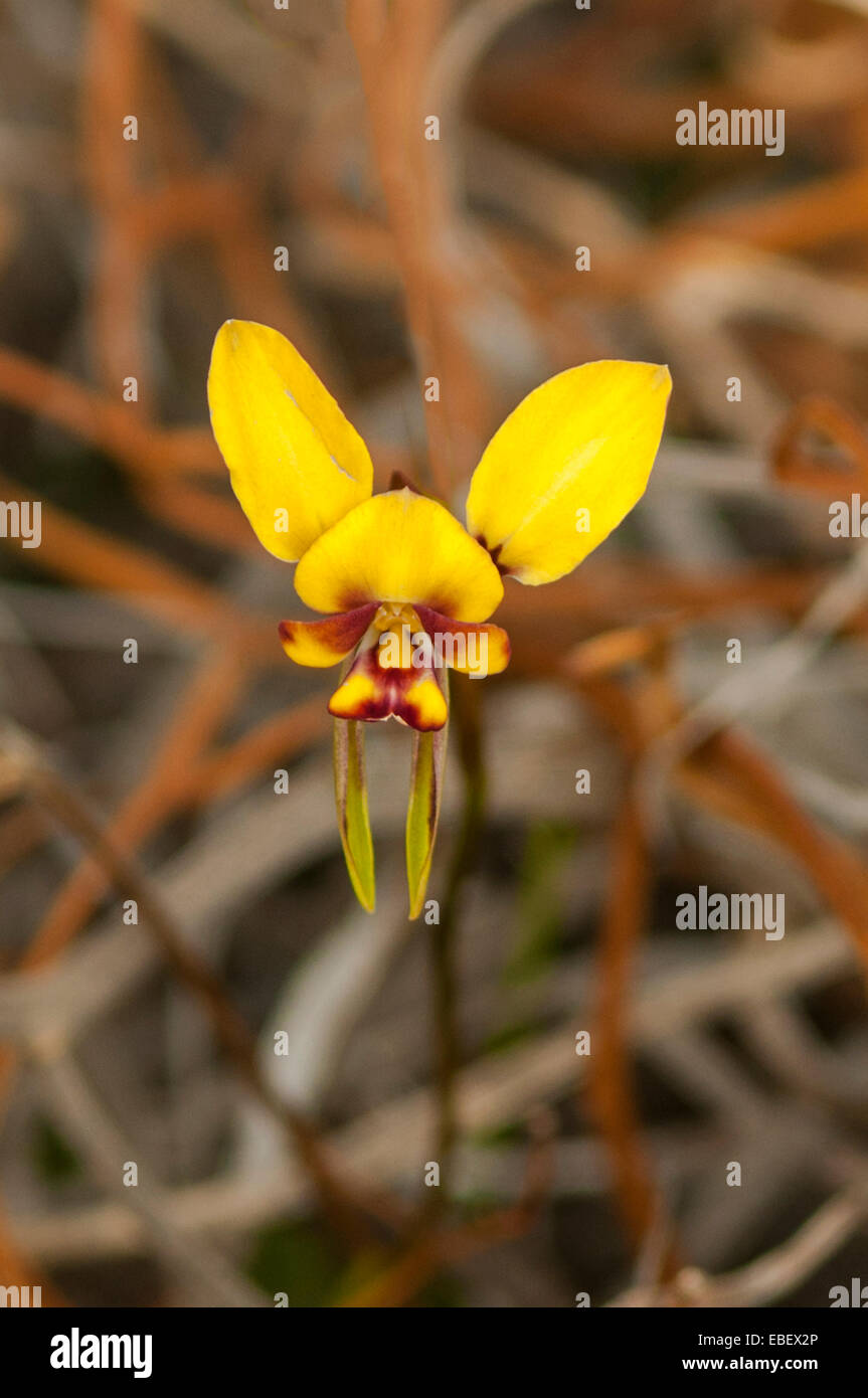 Lan Đào Viên 6 - Page 28 Diuris-conspicillata-spectacled-donkey-orchid-in-cape-le-grande-np-EBEX2P