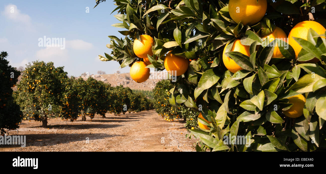 Orange Natural Ripe Process Raw Food Fruit Oranges Ripening Agriculture Farm Orange Grove Stock ...