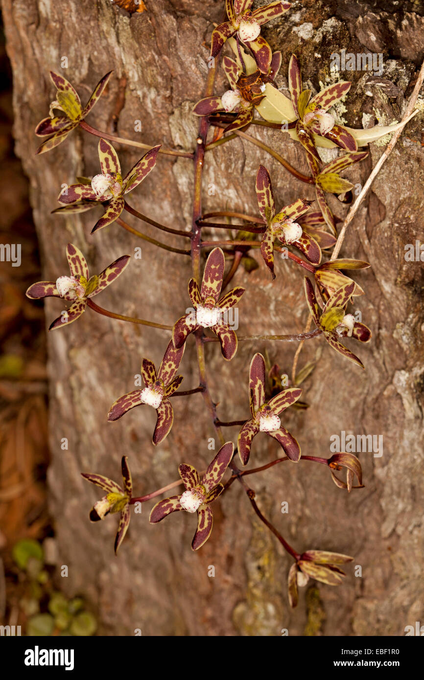 Tiny brown & yellow flowers of Australian native black orchid Cymbidium caniculatum an epiphytic species hanging from tree stump Stock Photo