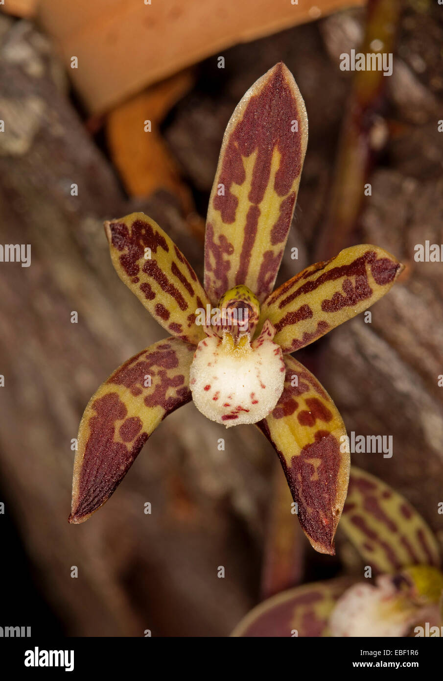 Close up of tiny brown & yellow flower of Australian native black orchid Cymbidium caniculatum, an epiphytic species Stock Photo