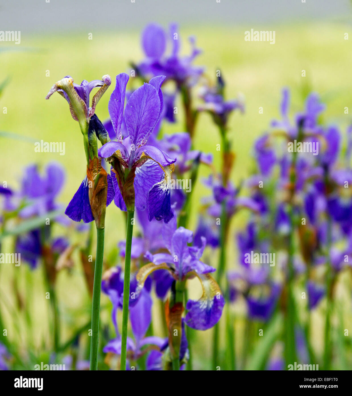 Irises field hires stock photography and images Alamy