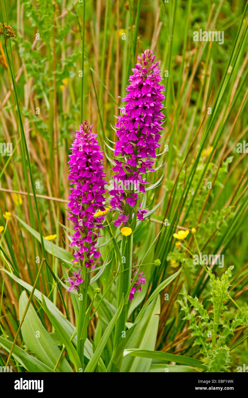 Magenta flowers and green leaves of southern marsh orchid, Dactylorhiza praetermissa, growing in Newport wetlands, Wales Stock Photo