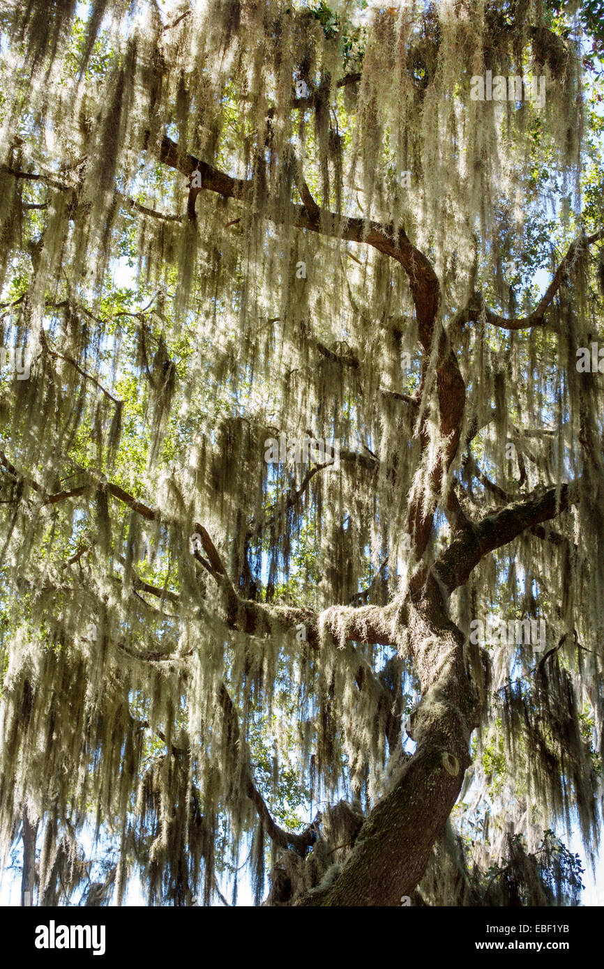 Clermont Florida,public park,cypress trees,Spanish moss,visitors travel traveling tour tourist tourism landmark landmarks culture cultural,vacation gr Stock Photo