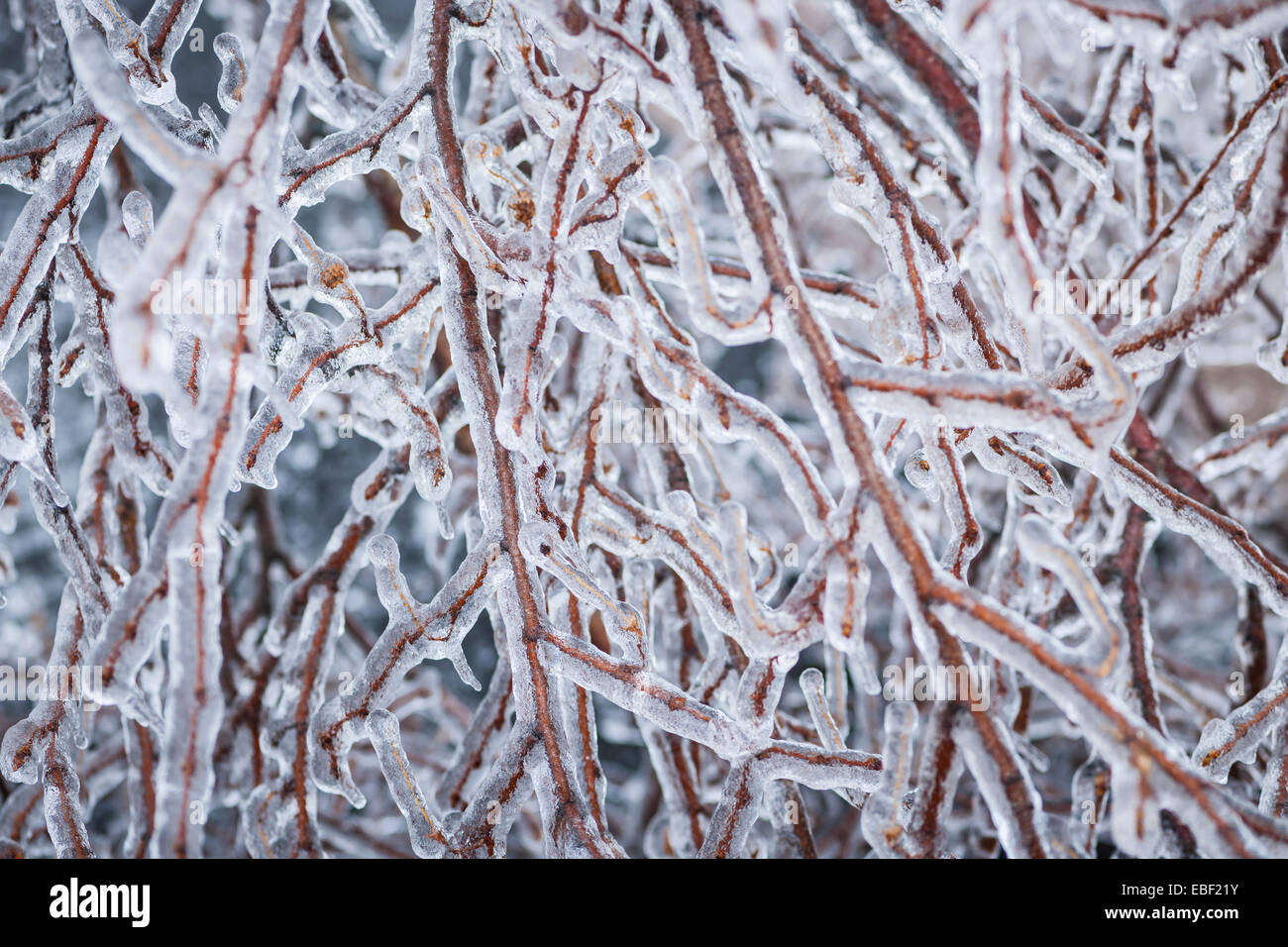 Closeup of ice covered branches in winter as abstract background Stock Photo