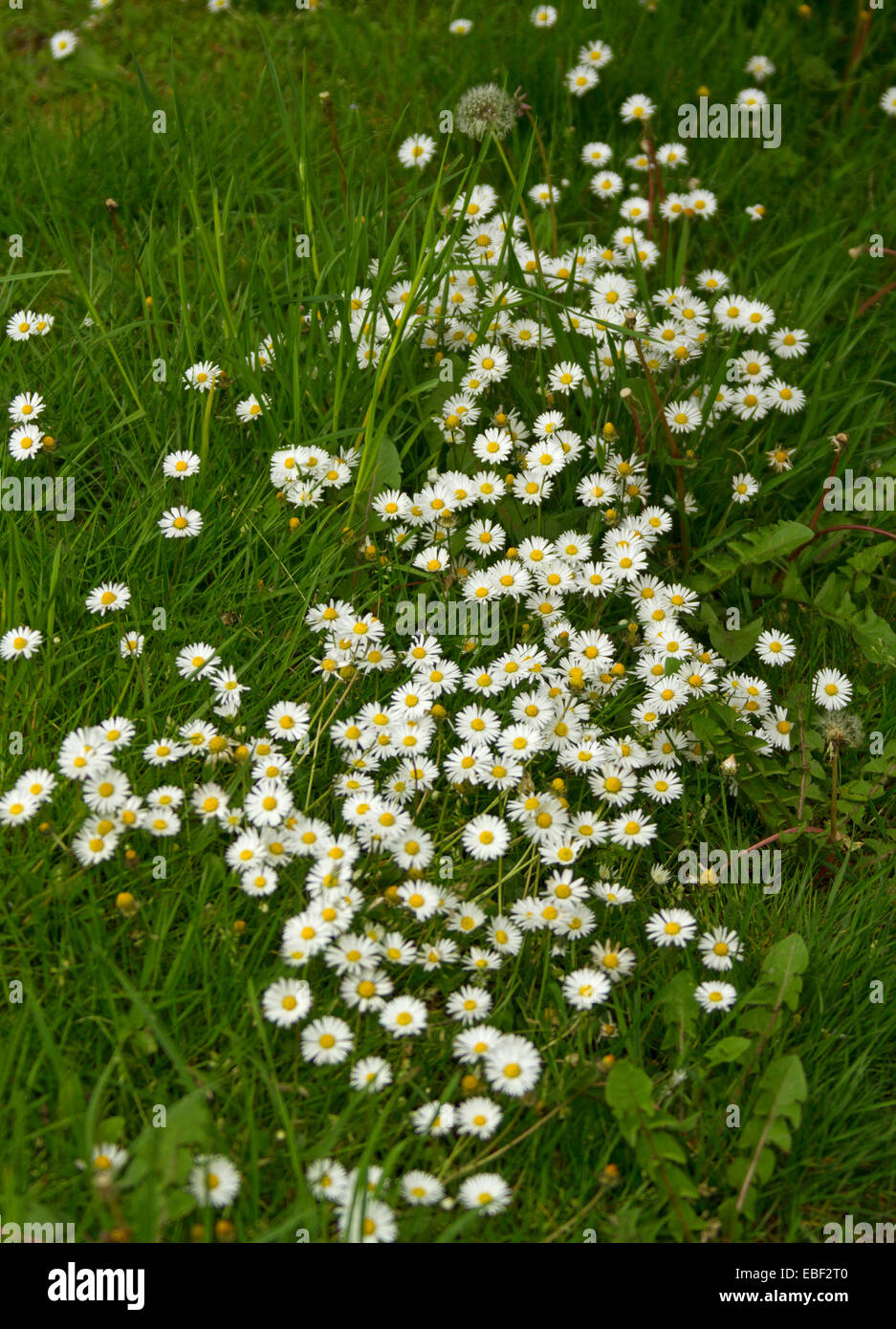 Small white wildflowers hi-res stock photography and images - Alamy