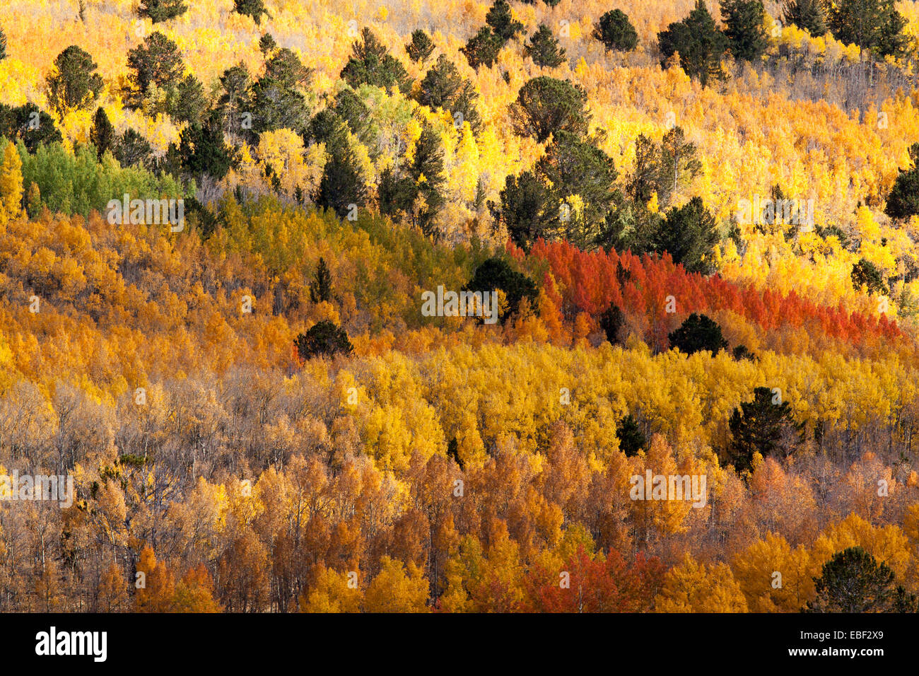 A Mountain Slope Covered With Quaking Aspen Trees In Full Autumn