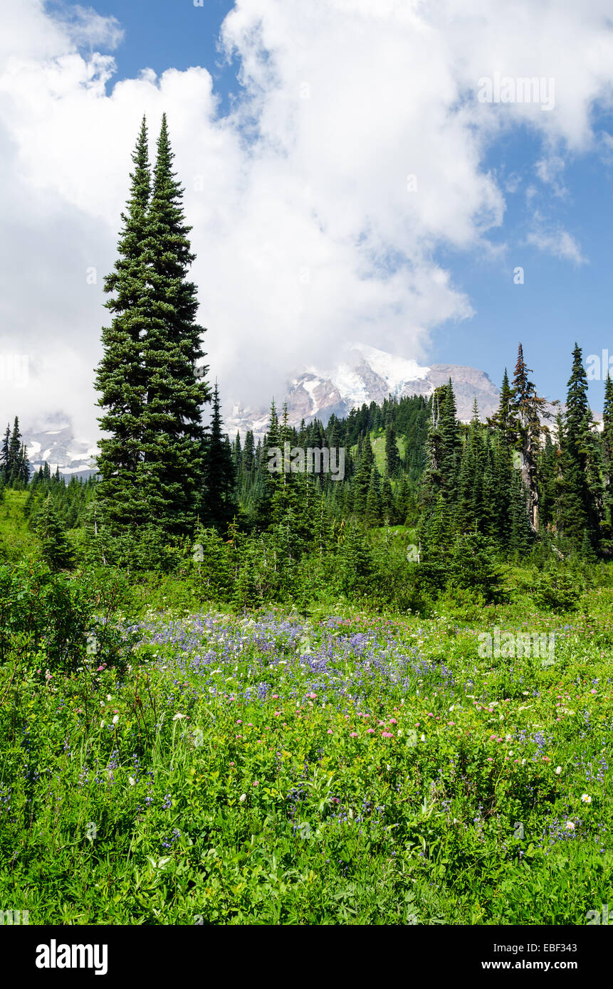 Mount Rainier near Seattle, Washington Stock Photo Alamy