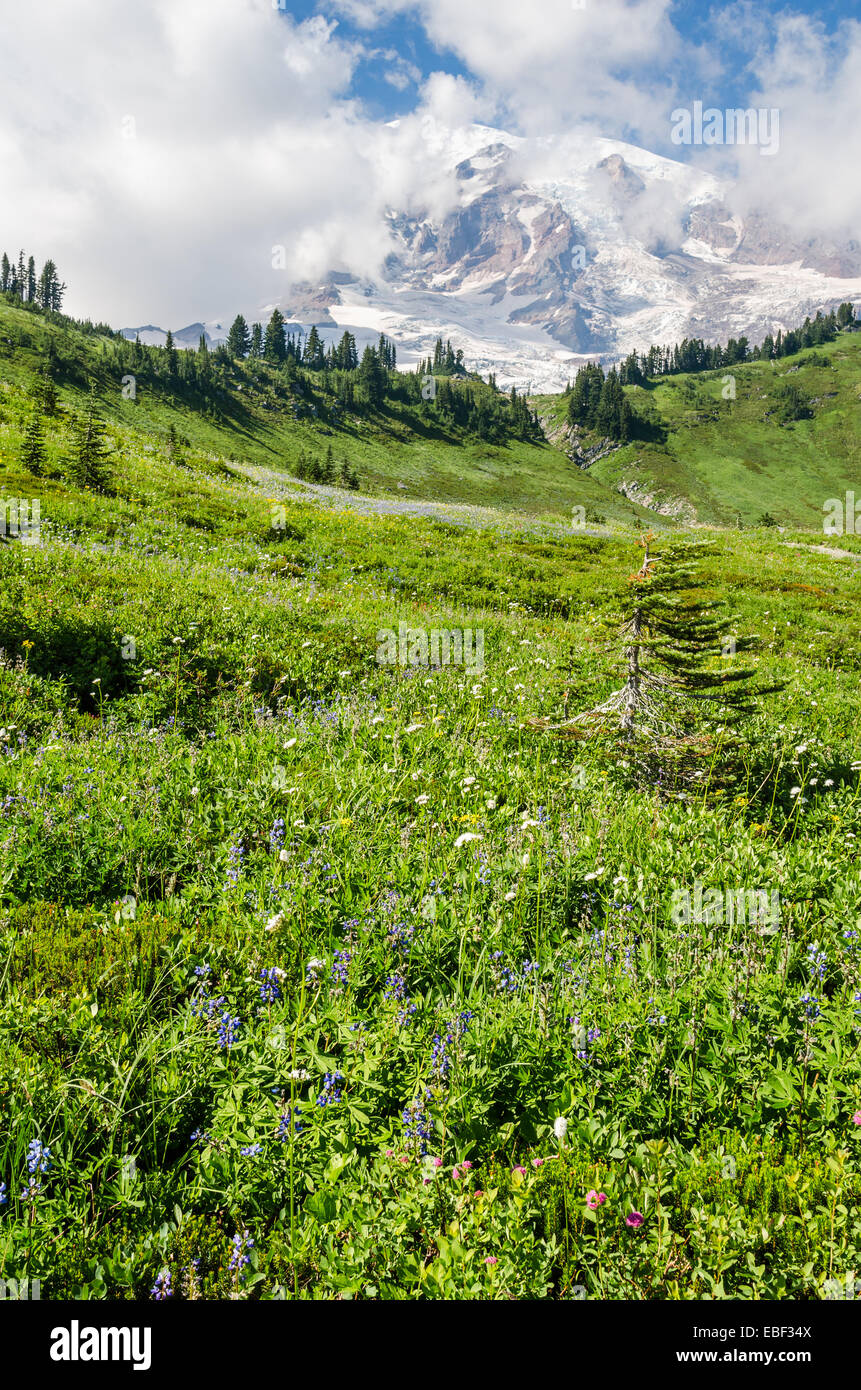 Mount Rainier near Seattle, Washington Stock Photo Alamy