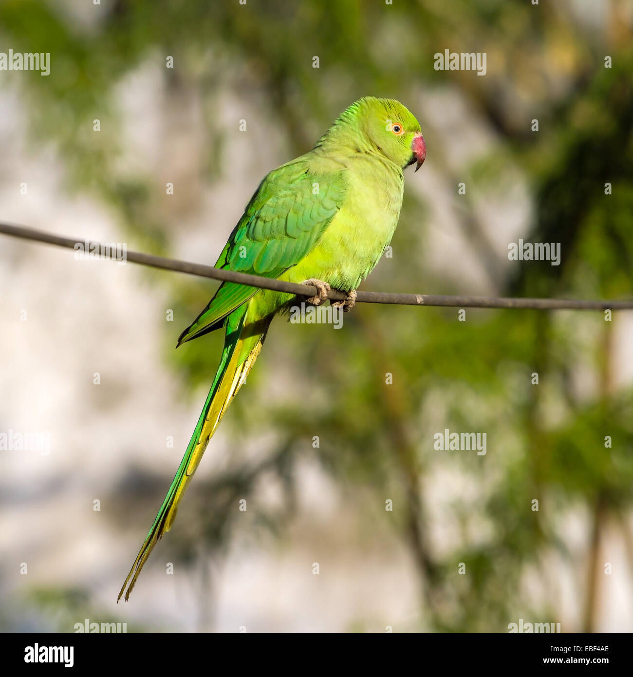 Green Indian Ringnecked Parakeet parrot on the wire Stock Photo