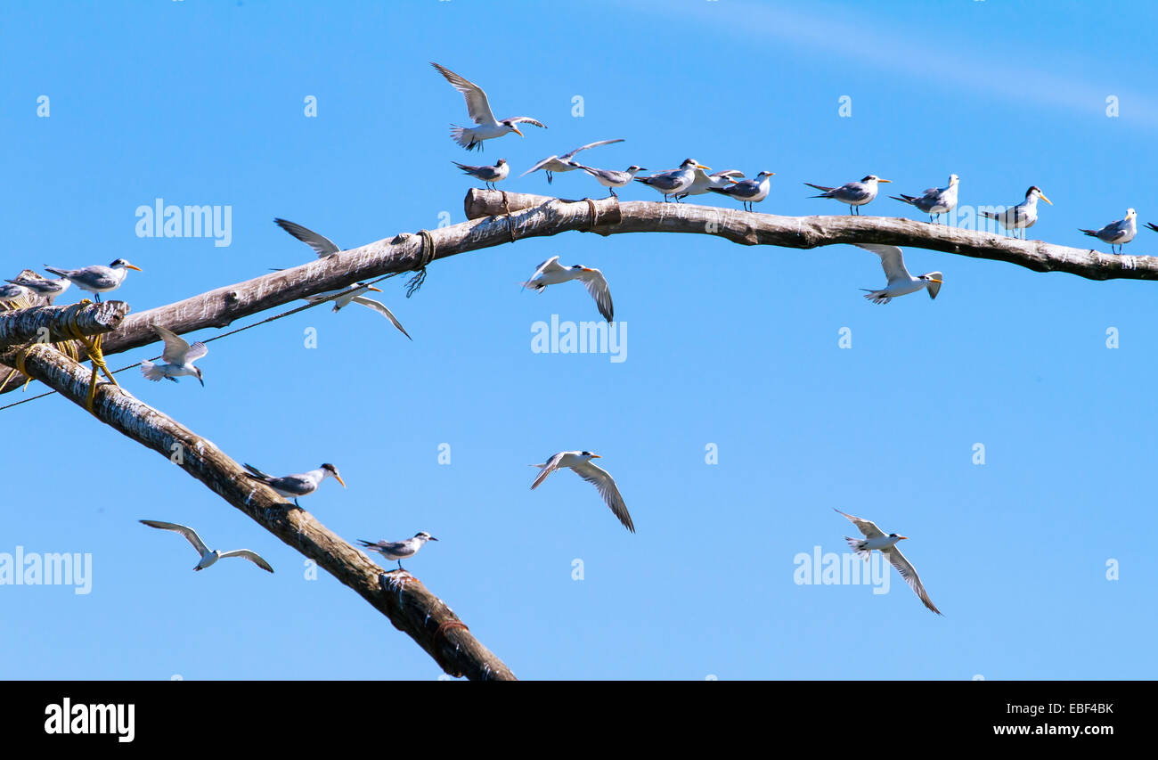 Seagulls resting on a wooden stick Stock Photo