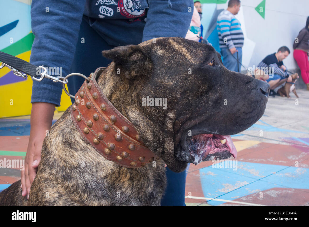 85 kilo Perro de Presa Canario at dog show in The Canary Islands, Spain Stock Photo