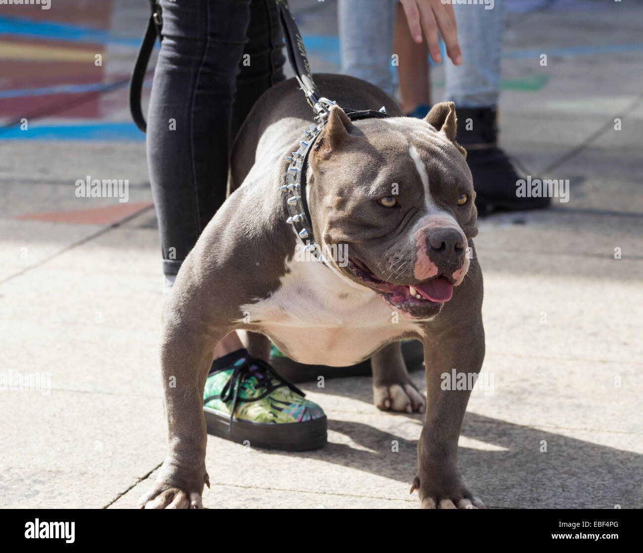 American Bully breed dog Stock Photo - Alamy