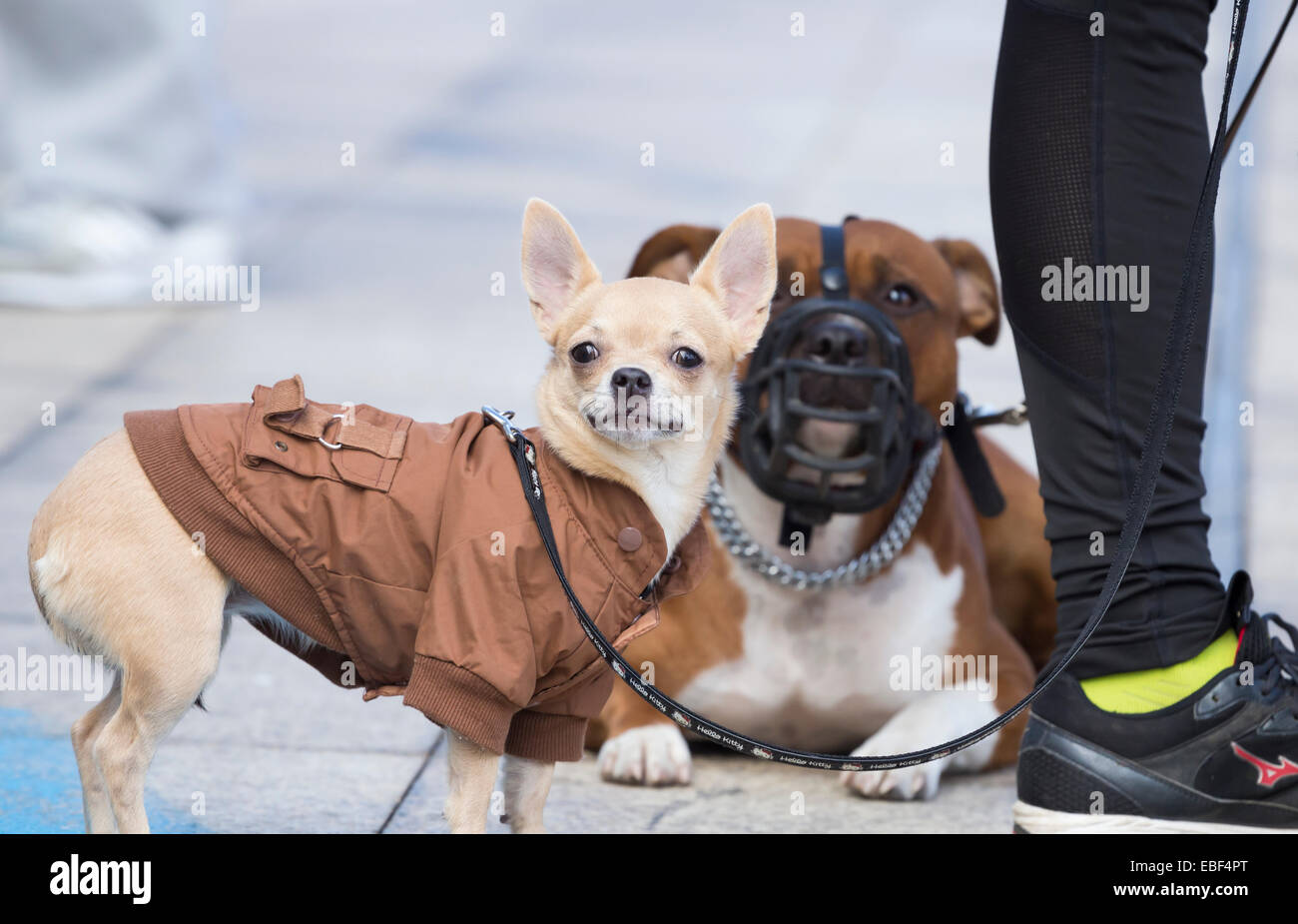 . Chihuahua wearing jacket with muzzled Bull Terrier in background Stock Photo
