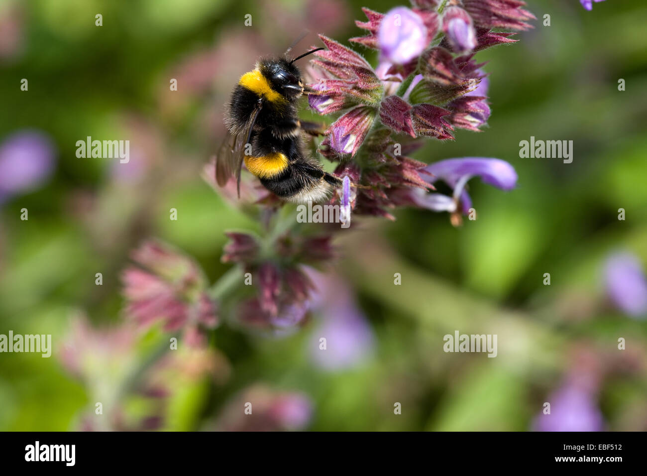 Bumble Bee pollinating Sage flower Stock Photo Alamy