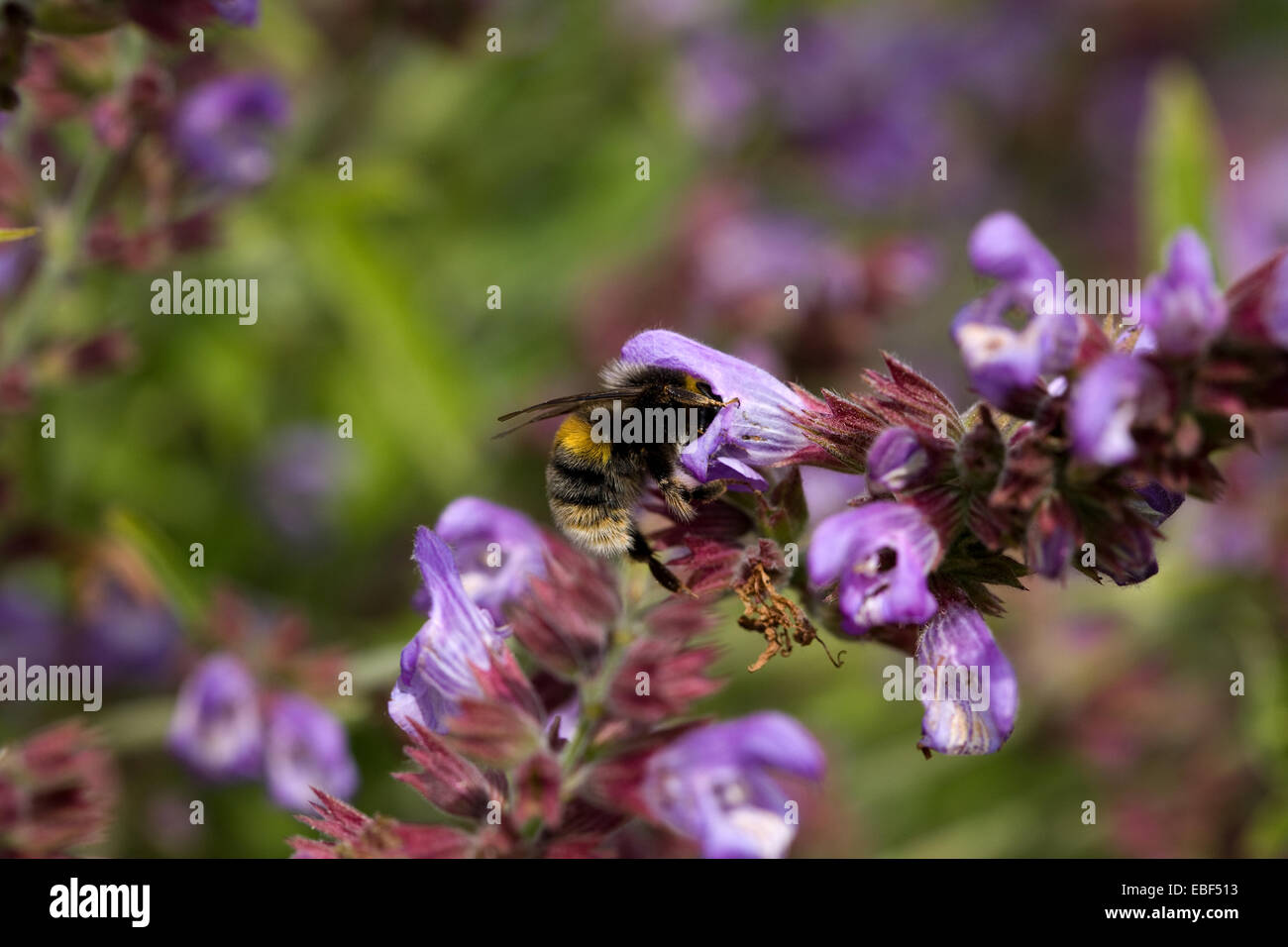 Bumble Bee pollinating Sage flower Stock Photo - Alamy