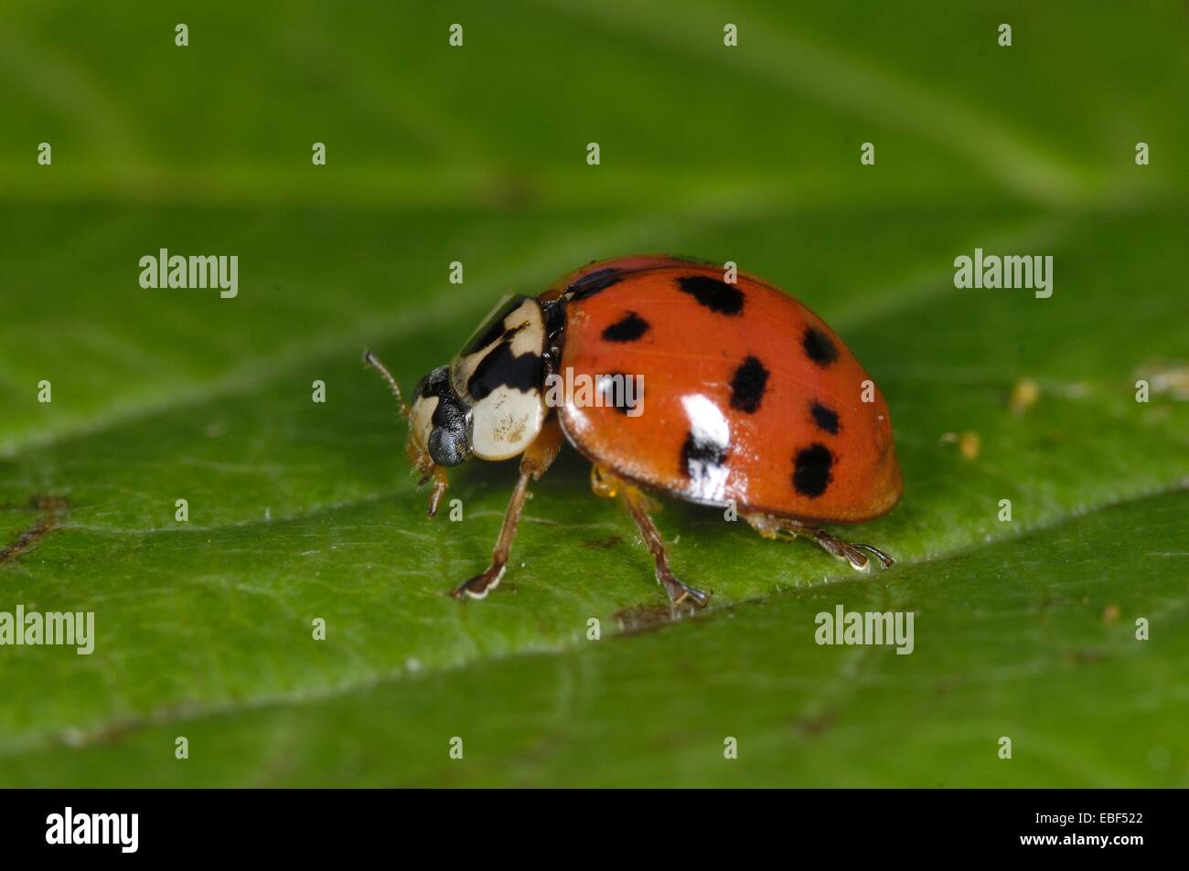 Asiatic Ladybird - Harlequin Ladybird - Multicolored Asian Lady Beetle (Harmonia axyridis) imago on leaf Stock Photo