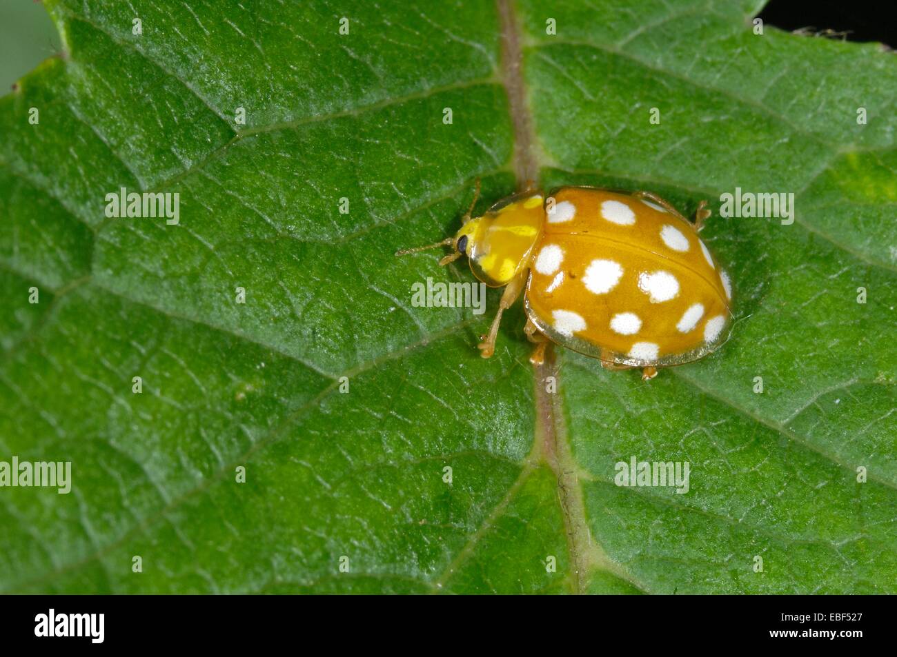 Cream-spotted Ladybird - Cream-spot Lady Beetle - Polkadot Ladybird ...