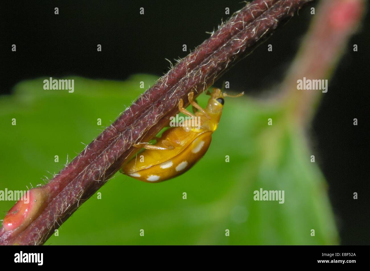 Cream-spotted Ladybird - Cream-spot Lady Beetle - Polkadot Ladybird (Calvia 14-guttata - Calvia quatuordecimguttata) on stem Stock Photo