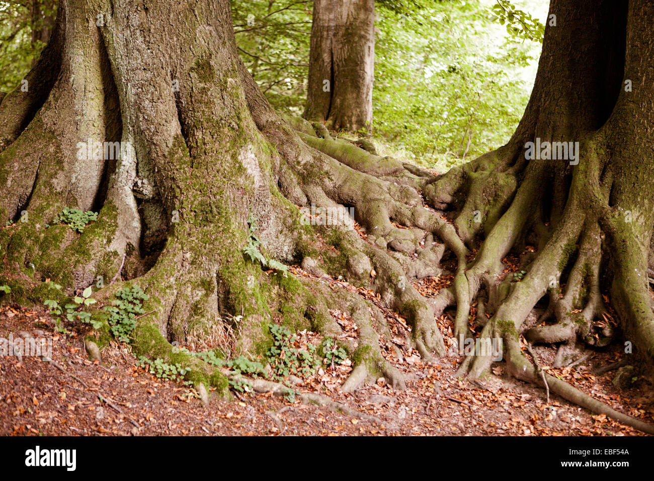Tree roots, Beech (Fagus sp.), Nature reserve Felsenmeer, Hemer, Sauerland region, North Rhine-Westphalia, Germany, Europe, Baum Stock Photo