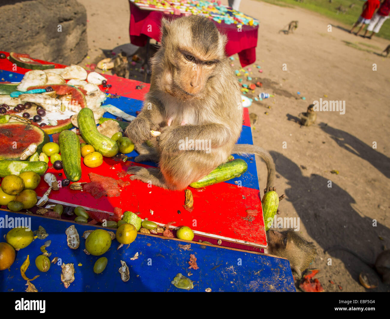 Lopburi, Lopburi, Thailand. 30th Nov, 2014. Long tailed macaque monkeys eat the fruit and vegetable buffet at the annual monkey buffet party in Lopburi, Thailand. Lopburi is the capital of Lopburi province and is about 180 kilometers from Bangkok. Lopburi is home to thousands of Long Tailed Macaque monkeys. A regular sized adult is 38 to 55cm long and its tail is typically 40 to 65cm. Male macaques weigh around 5 to 9 kilos, females weigh approximately 3 to 6 kg. The Monkey Buffet was started in the 1980s by a local business man who owned a hotel and wanted to attract visitors to the provinci Stock Photo