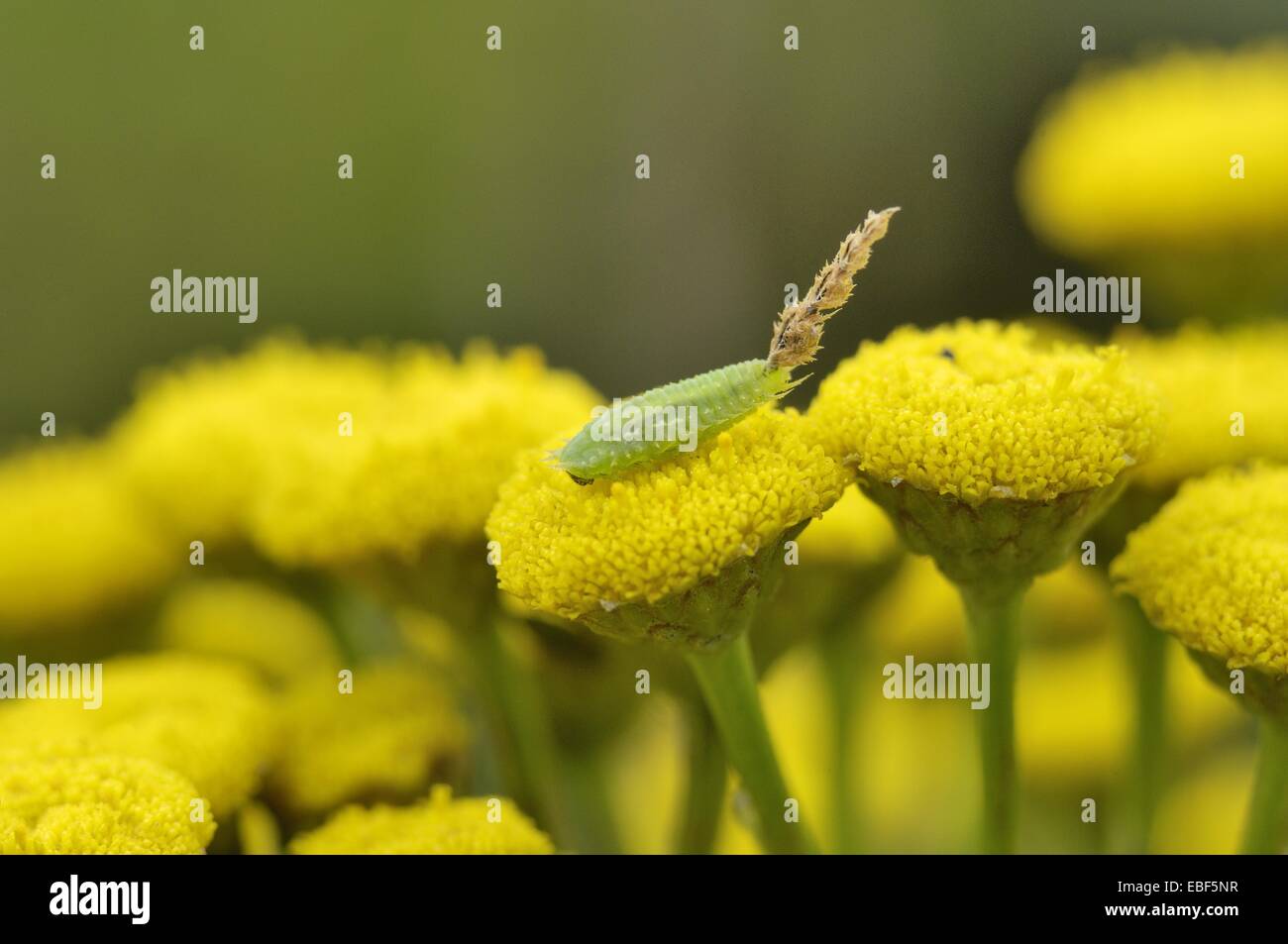 Tortoise Beetle - Leaf-mining Beetle (Cassida sp) larva carrying its exuviae like a tail on flower of Tansy(Tanacetum vulgare) Stock Photo