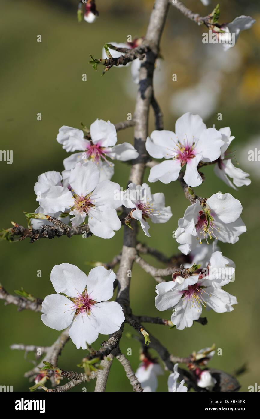 Sweet Almond Tree (Amygdalis communis - Prunus communis - Prunus dulcis - Prunus amygdalis) flowering at early spring Stock Photo