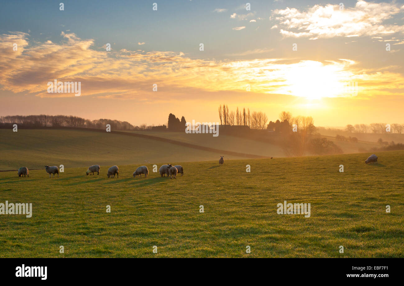 Mapperley Plains, Nottinghamshire, UK. 30th November, 2014. Sheep grazing in a field at dawn on the first Sunday of Advent. Advent starts on the fourth Sunday before December 25th and marks the start of the church year. It also marks the start of the Christmas season for many people. Credit:  Mark Richardson/Alamy Live News Stock Photo