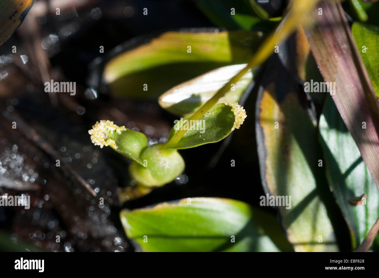 Hammarbya paludosa, (syn Malaxis paludosa) Bog Orchids, Adder's mouth orchid Stock Photo