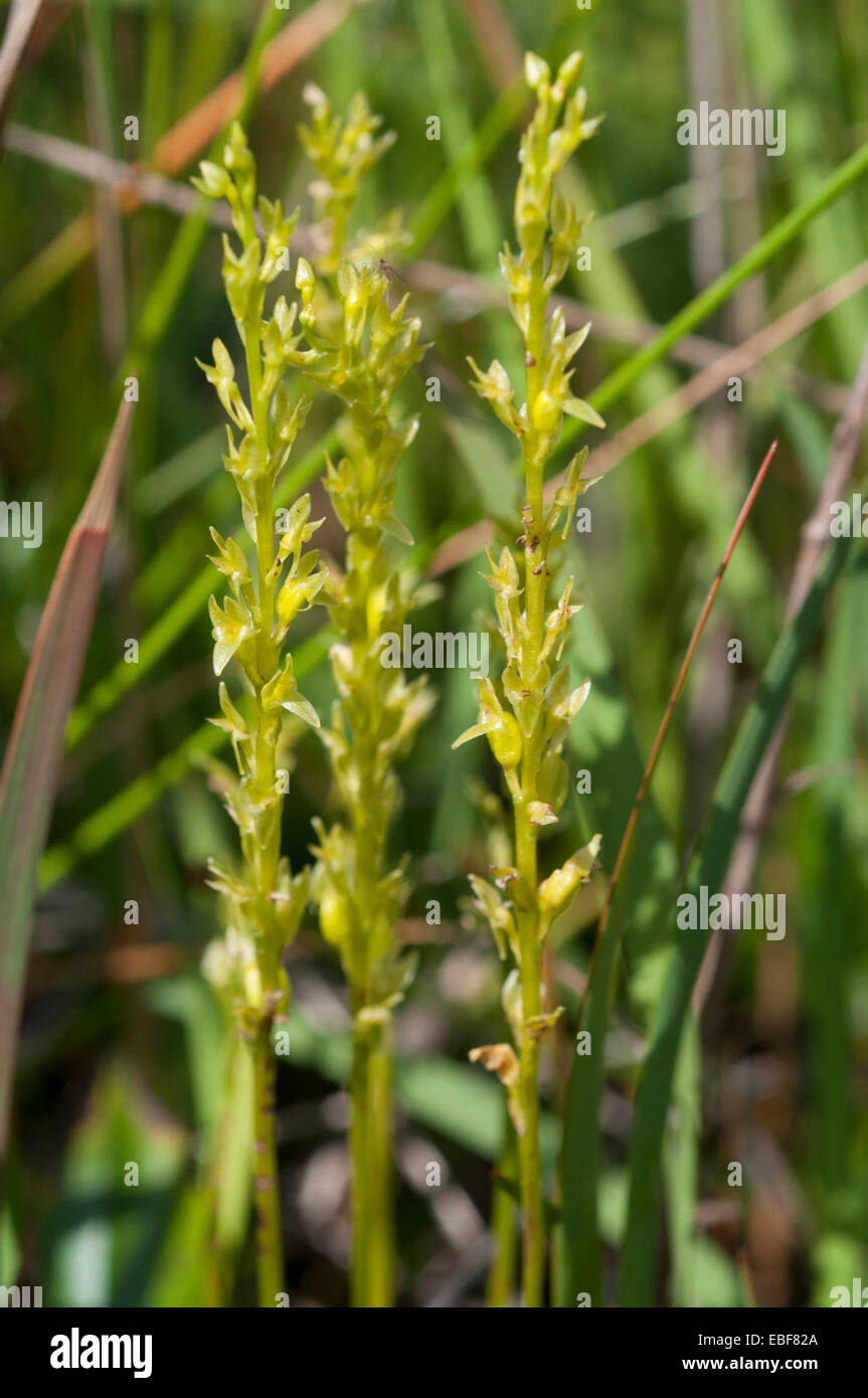 Hammarbya paludosa, (syn Malaxis paludosa) Bog Orchids, Adder's mouth orchid Stock Photo