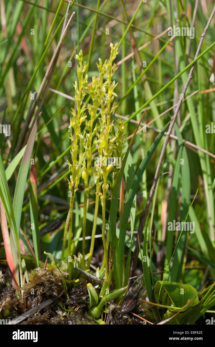 Hammarbya paludosa, (syn Malaxis paludosa) Bog Orchids, Adder's mouth orchid Stock Photo