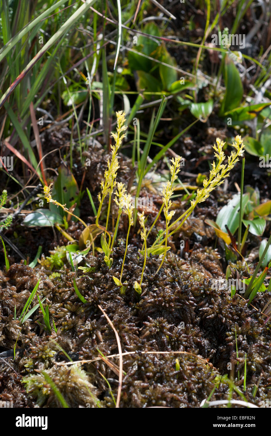 Hammarbya paludosa, (syn Malaxis paludosa) Bog Orchids, Adder's mouth orchid Stock Photo