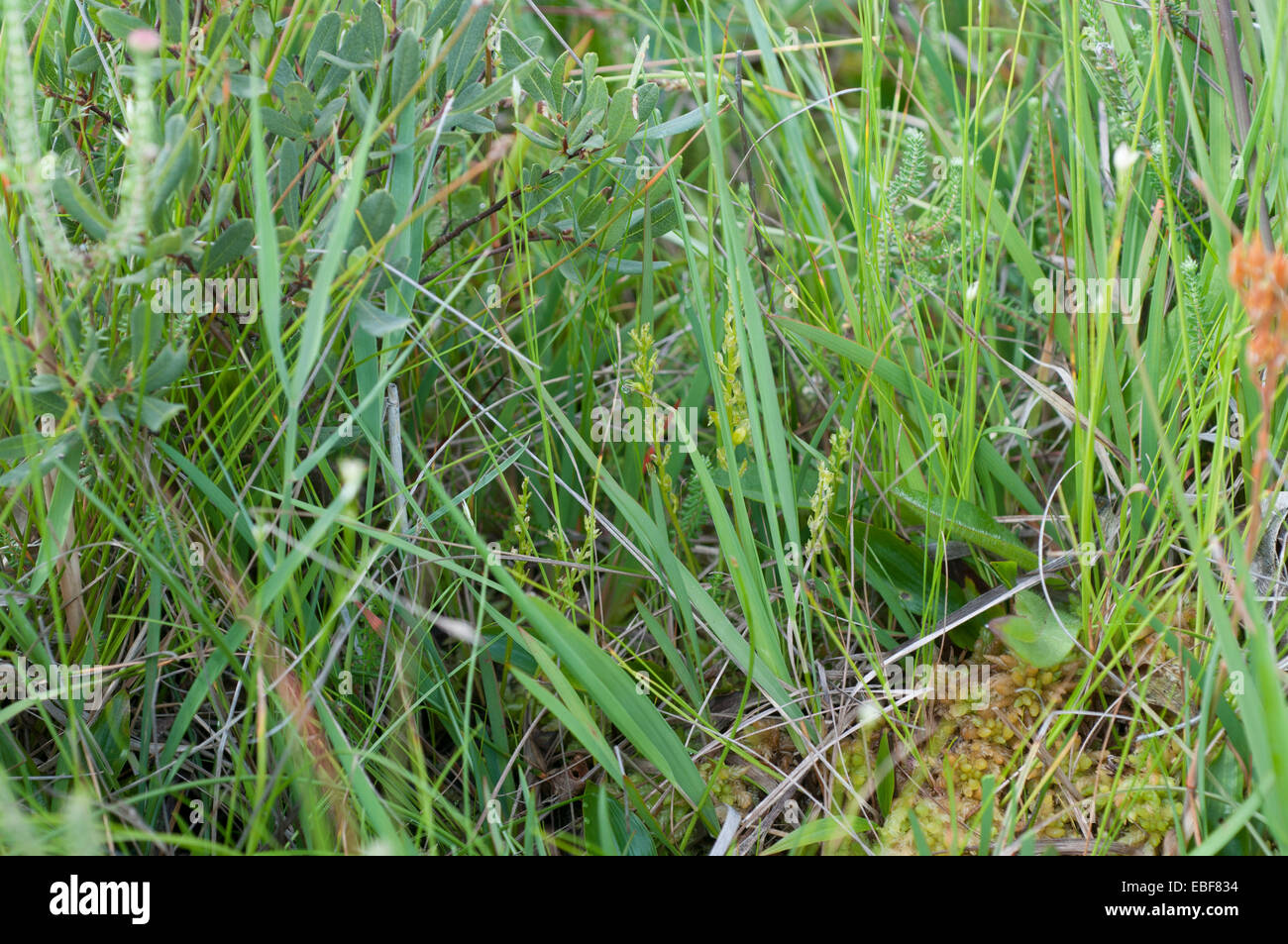 Hammarbya paludosa, (syn Malaxis paludosa) Bog Orchids, Adder's mouth orchid Stock Photo