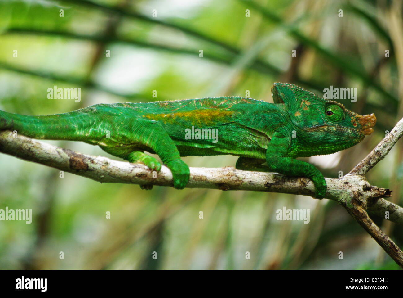 frican Cameleon, in Madagascar Stock Photo