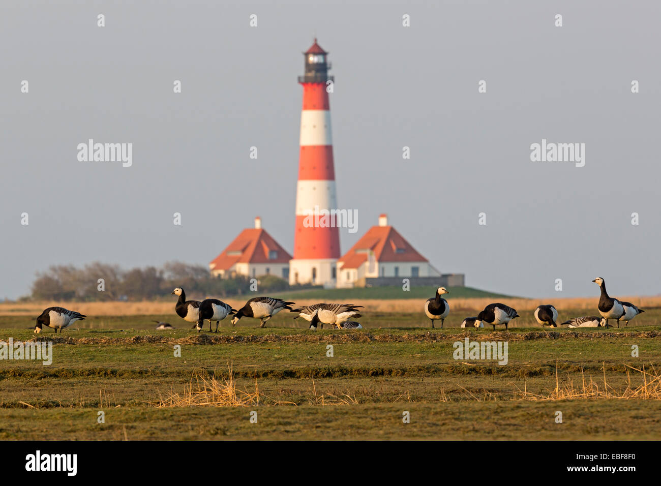 Lighthouse Westerheversand, Westerhever, Eiderstedt, North Frisia, Schleswig-Holstein, Germany, Europe Stock Photo