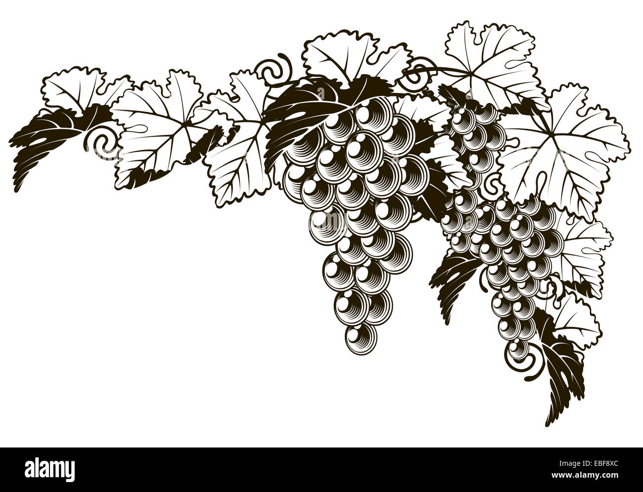 An original illustration of a grapes on a grape vine design element in a vintage style Stock Photo