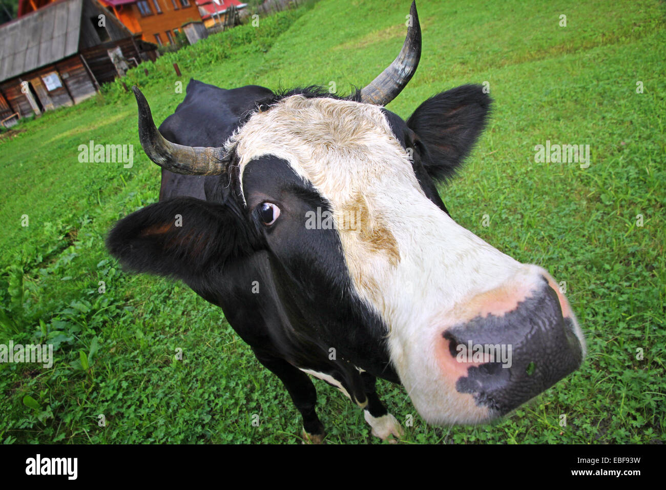 Cow on a summer pasture in Carpathian village Stock Photo - Alamy