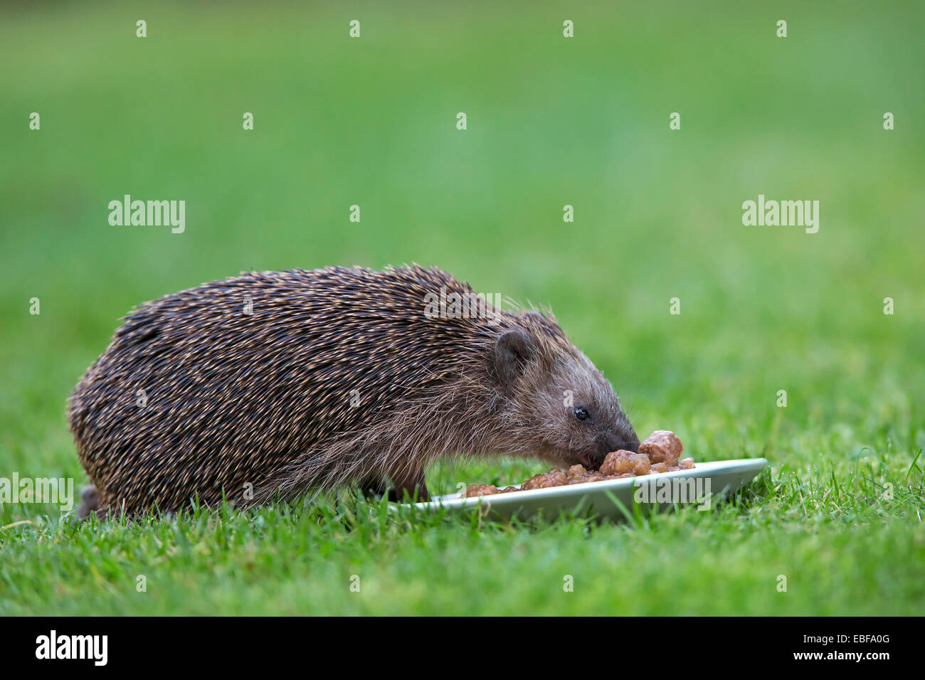 Common hedgehog, Schleswig Holstein, Germany, Europe / Erinaceus europ Stock Photo
