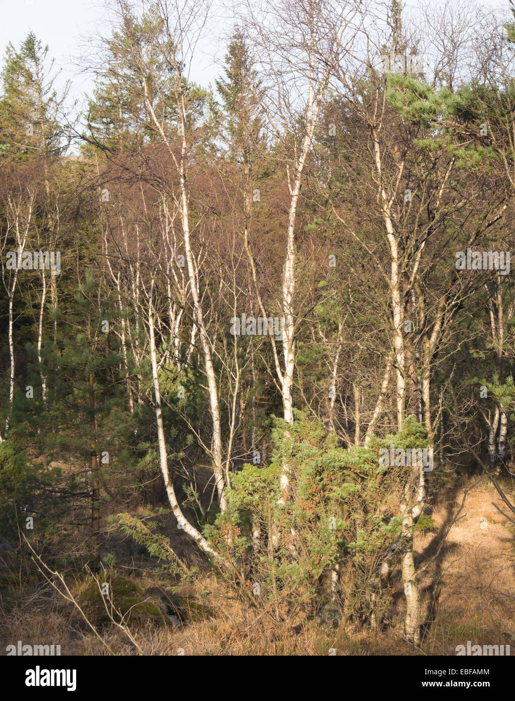 Mix of trees in autumn forest, birch, juniper, fir and spruce Stock Photo